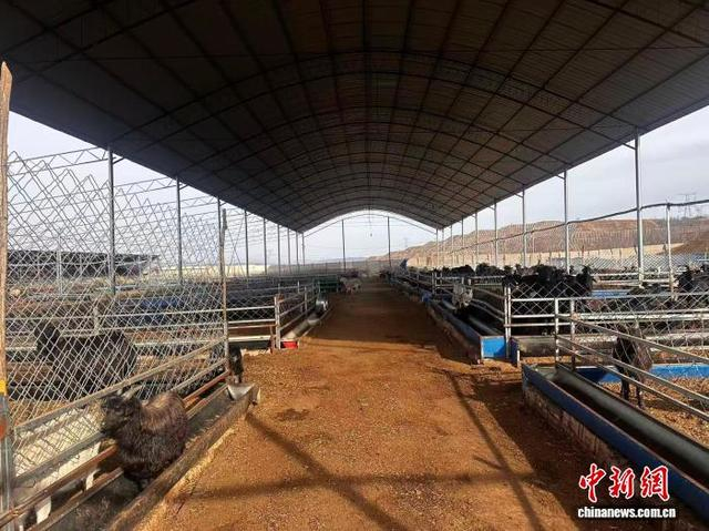 合作社以黑山羊养殖为核心，带动村民走上增收致富的道路。郭媛摄
