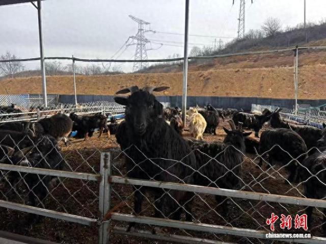 一只只毛色乌亮、体态健硕的黑山羊悠闲踱步、长势喜人。郭媛摄