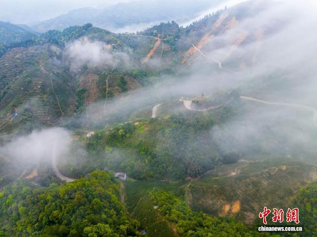 图为春日里的茶园风光。何华文 摄