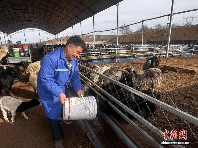 合作社引进适配本地气候与饲料条件的优质黑山羊品种。郭媛摄