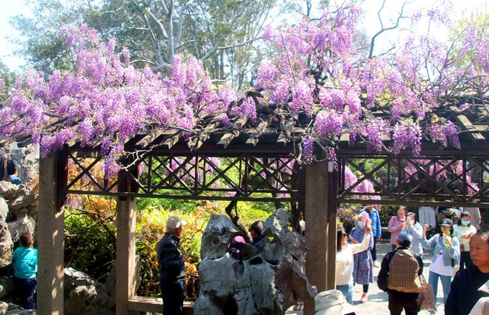 游客在苏州古典园林狮子林盛开的紫藤花旁赏花游览。紫藤属于先叶后花品种。资料图/IC photo