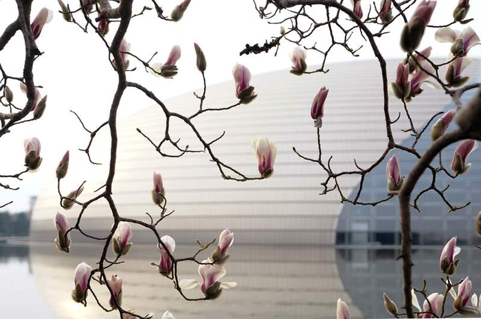 3月1日，国家大剧院前的数株玉兰悄然绽放。玉兰属于先花后叶品种。新京报记者 李木易 摄