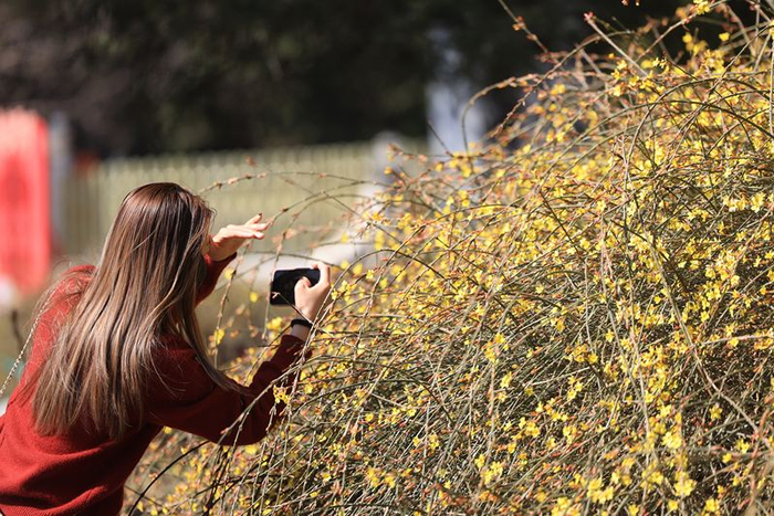 3月9日，景山公园，市民正在拍摄盛开的迎春花。迎春花属于先花后叶品种。新京报记者 王飞 摄