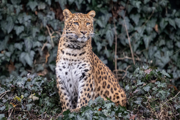 华北豹。图/IC photo