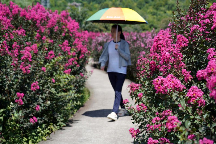 游客在浙江省永嘉县岩头镇芙蓉村紫薇花园赏花游玩。紫薇属于先叶后花品种。资料图/IC photo