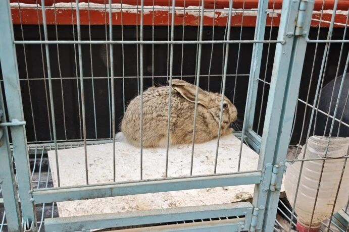 图说：警方查获的野兔。图源：神木公安