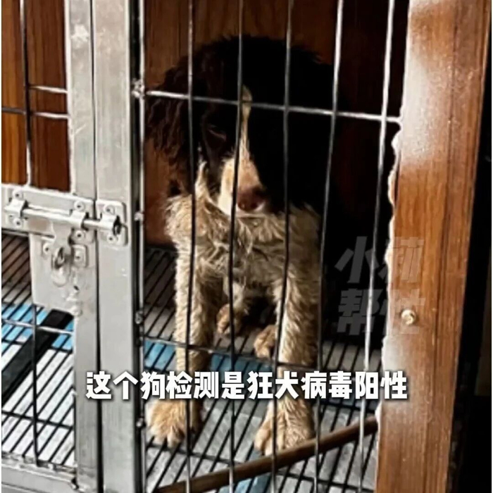 河南焦作一女子在家被流浪狗咬伤3天后狗死了，涉事犬只狂犬病毒检测呈阳性，多方回应事件进展
