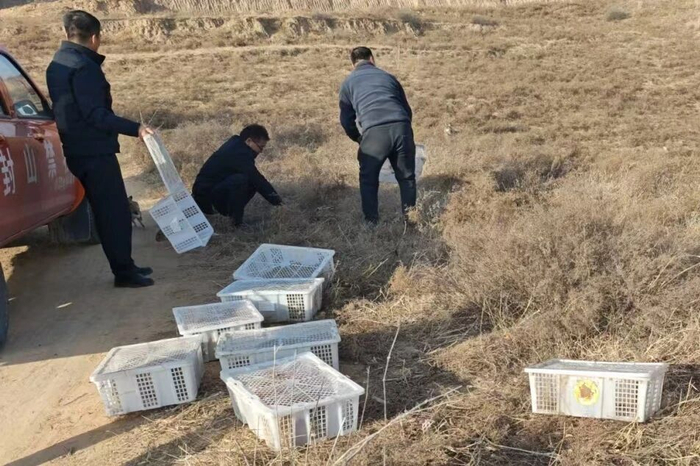 图说：野兔被放生。图源：神木公安