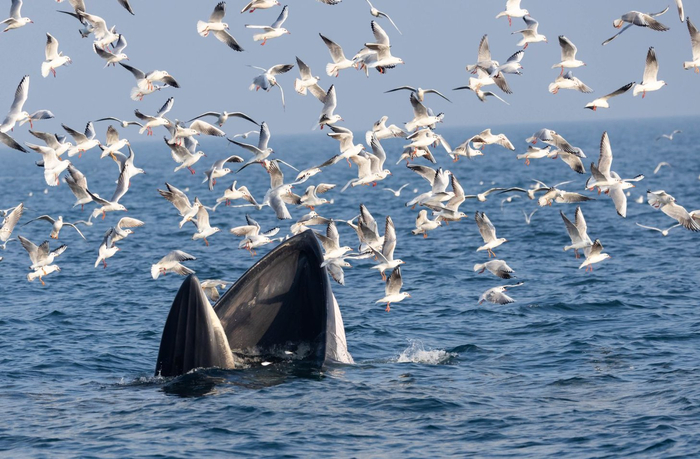 张口捕食的布氏鲸。受访者供图