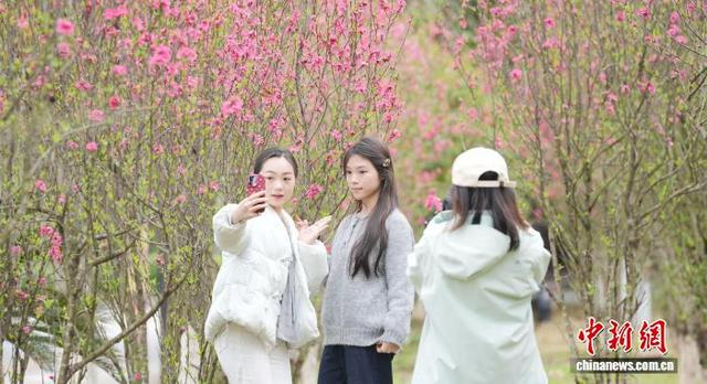 图为游客在赏花拍照。梁秀明 摄