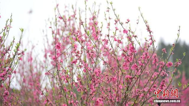 图为当地桃花美景。梁秀明 摄