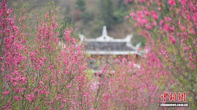 图为当地桃花美景。梁秀明 摄