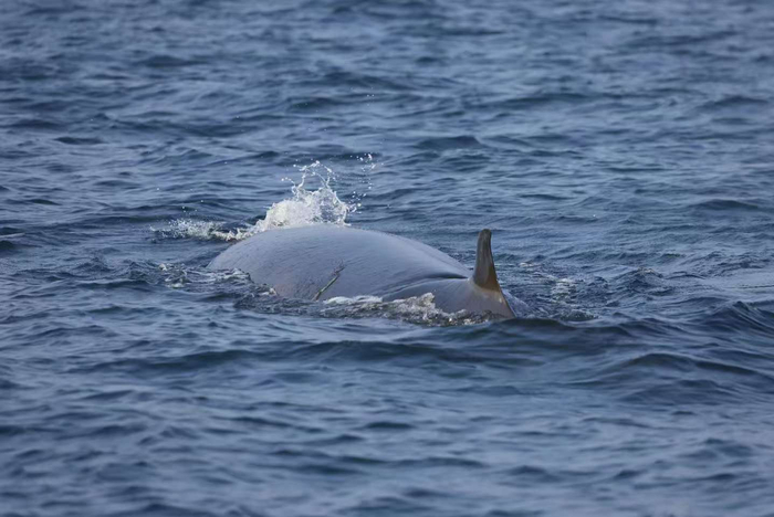 “刀疤哥”近照。受访者供图