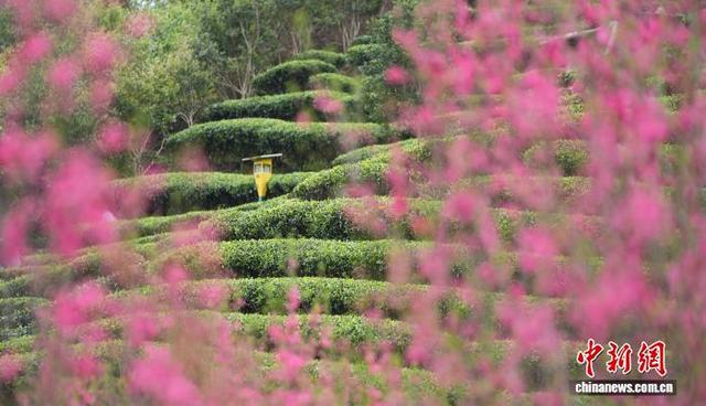 图为当地桃花美景。梁秀明 摄