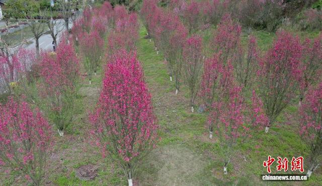 图为绽放的桃花。梁秀明 摄