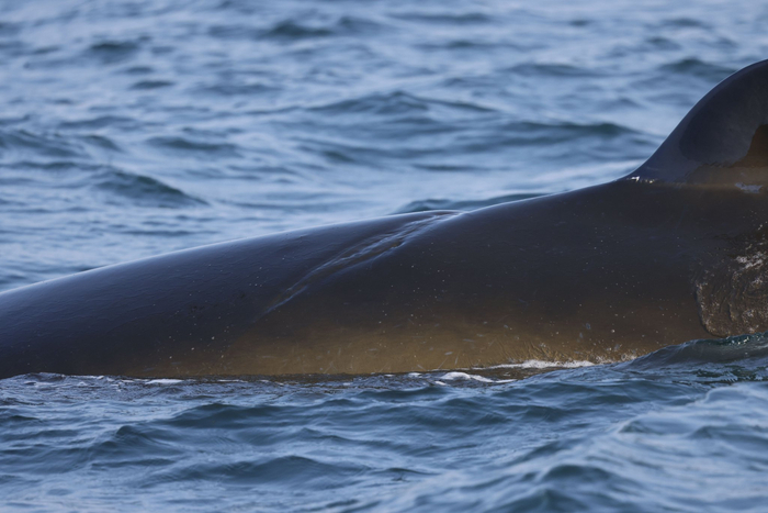 “刀疤哥”近照。受访者供图