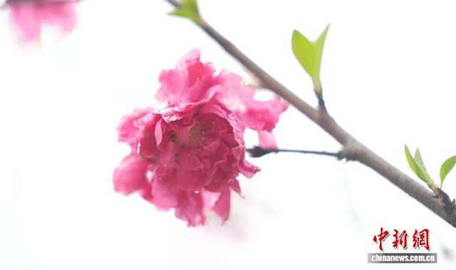 图为绽放的桃花。梁秀明 摄
