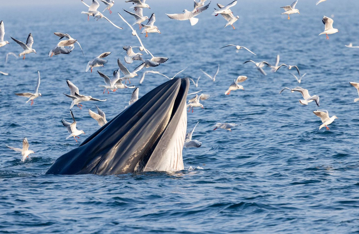 出水的布氏鲸。受访者供图