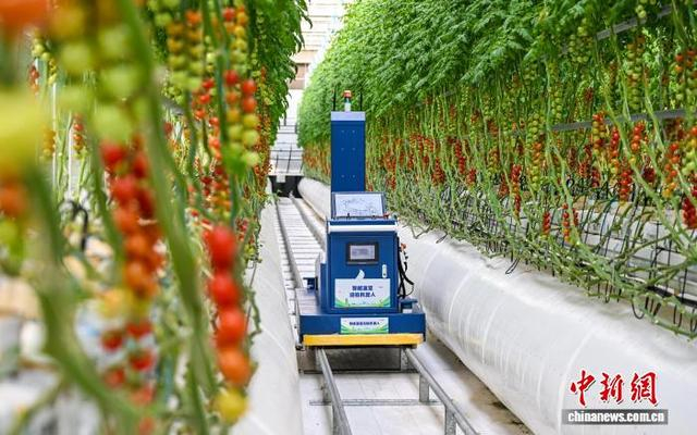 3月10日，雄安智慧农业科技园里，智能巡检机器人正在巡检。 李东宇 摄