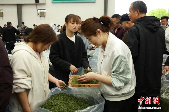 3月31日，茶商（右）在挑选新茶。中新社记者 孙杨洋 摄