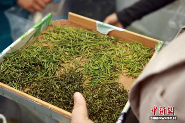 3月31日，茶商在“茶海”中找寻合适的优质茶叶。中新社记者 孙杨洋 摄