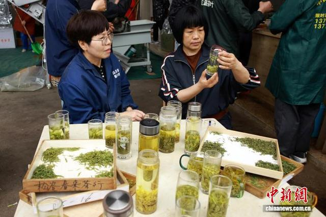 3月31日，茶商（右）查看新茶汤色。中新社记者 孙杨洋 摄