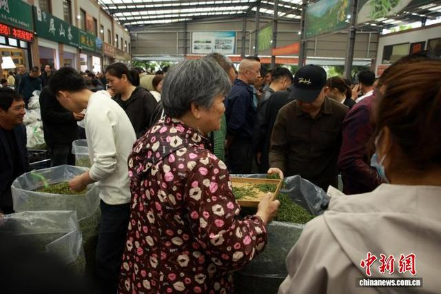 3月31日，茶商在“茶海”中找寻合适的优质茶叶。中新社记者 孙杨洋 摄