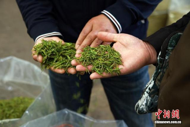 3月31日，茶商在“茶海”中找寻合适的优质茶叶。中新社记者 孙杨洋 摄