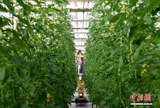 2月11日，雄安高宇农业发展有限公司的农业园智能玻璃温室内，工作人员正在使用自动升降机工作。 韩冰 摄