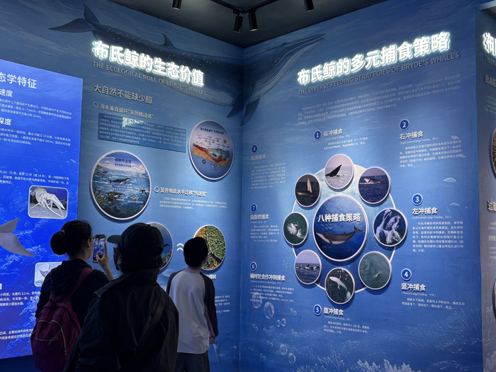 游客在布氏鲸科普教育基地观看展板。新京报记者 左琳 摄