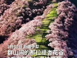 新疆伊犁3万亩野杏花盛开，马嘉祺献唱春日盛景