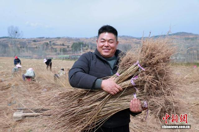 小小连翘带动当地民众就业增收。李红卫 摄