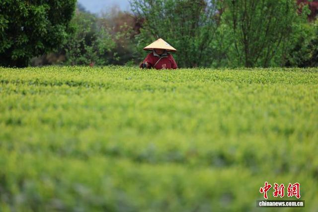 4月1日，四川省雅安市名山区茶农在田间采茶。临近清明节，当地的明前茶迎来采摘、购销旺季。中新社记者 张浪 摄