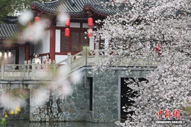 3月24日，游客在武汉东湖樱花园游玩。张畅 摄