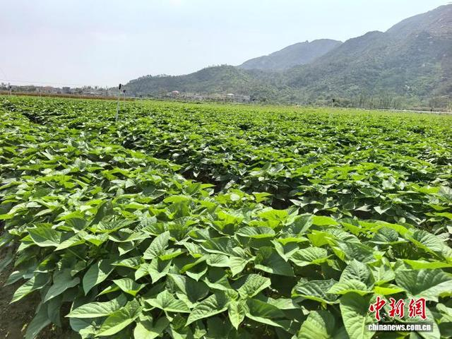 广东台山市北陡镇寨门村一大片番薯田长势喜人，嫩叶品相好。李晓春 摄