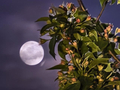 圆月高悬, 夜空如洗！晚安，四月的第一天