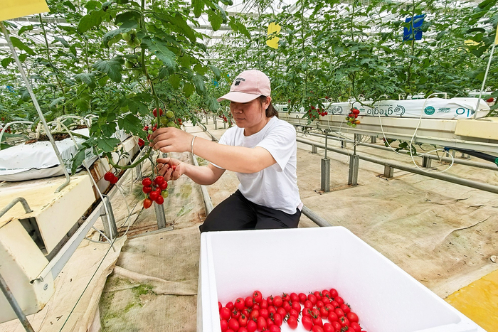     青秀区刘圩镇农户在晟发现代设施蔬菜基地内采摘水果番茄。    本报记者叶子榕 摄