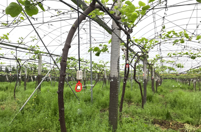 苍溪红心猕猴桃基地精准喷灌。（蒋文 摄）