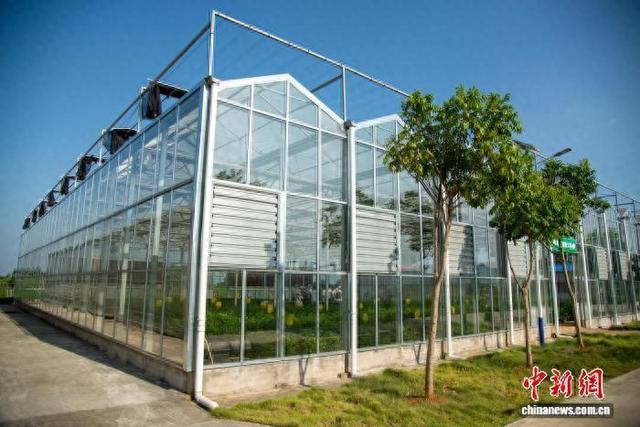 图为茉莉花数字化生产试点。横州市委宣传部供图