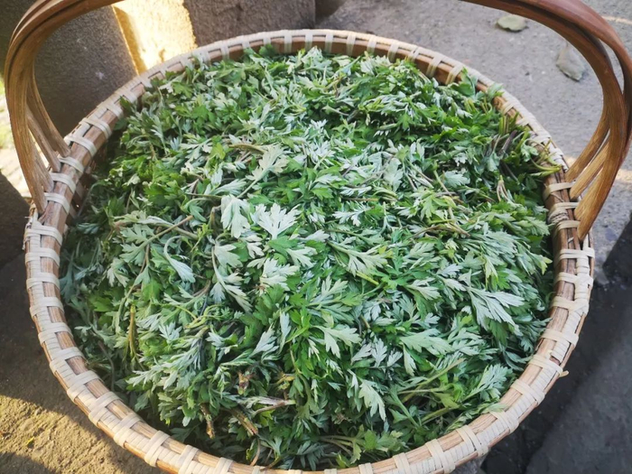 而且野生艾草是一味中药：