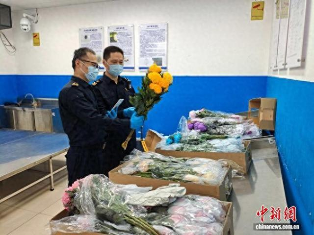 广州海关所属广州白云机场海关关员对进口菊花鲜切花进行查验。广州海关供图