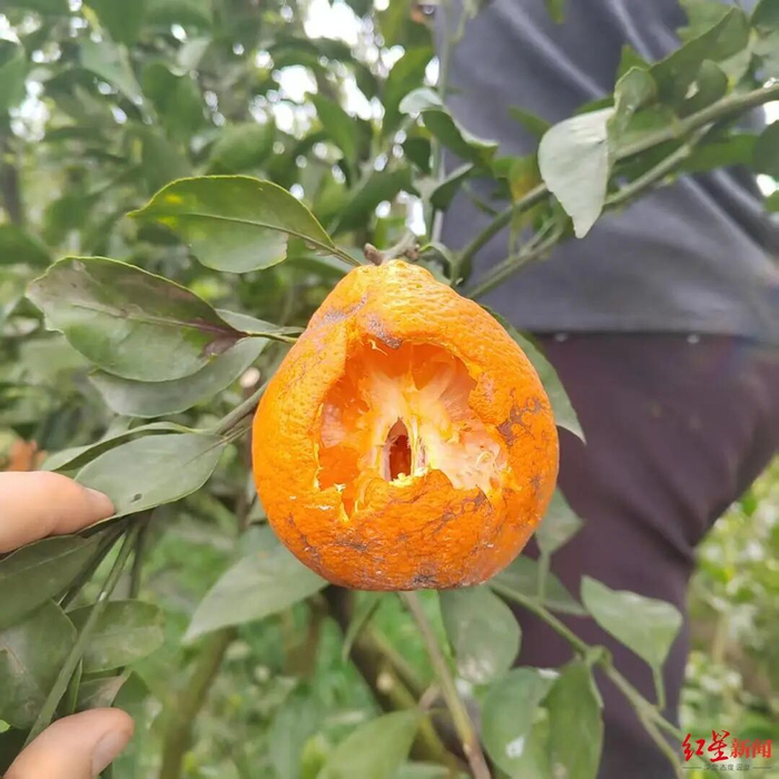 “算鸟算鸟，不吃你家恩ter了！”这款成都造，专治贪嘴的TA__财经头条__新浪财经