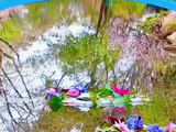 上海共青森林公园百花展开幕，王一博献唱春日花园