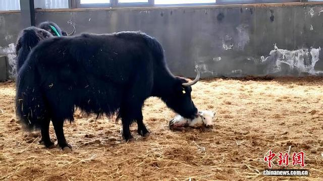 图为克隆白牦牛犊。当雄县融媒体中心 供图