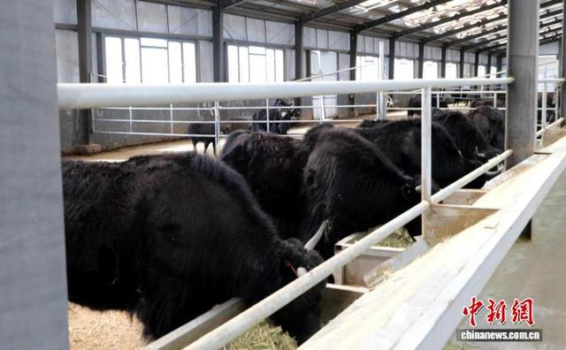 图为西藏当雄金丝野牦牛繁育研究基地一角。当雄县融媒体中心 供图