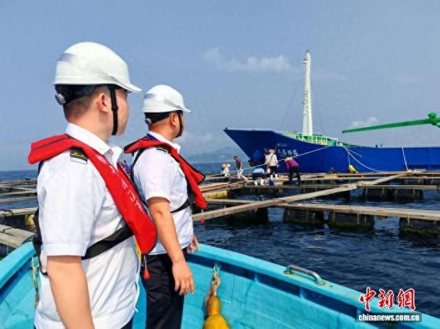 4月2日，海事部门工作人员现场查验日本籍鱼苗船 “第五十八真好丸” 轮停靠情况。 清澜海事局 供图