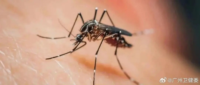蚊子活跃期，需防蚊叮咬（图源 微博@广州卫健委）
