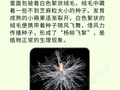 北京发布杨柳飞絮始期预报，预计中心城区6日起开始飞絮