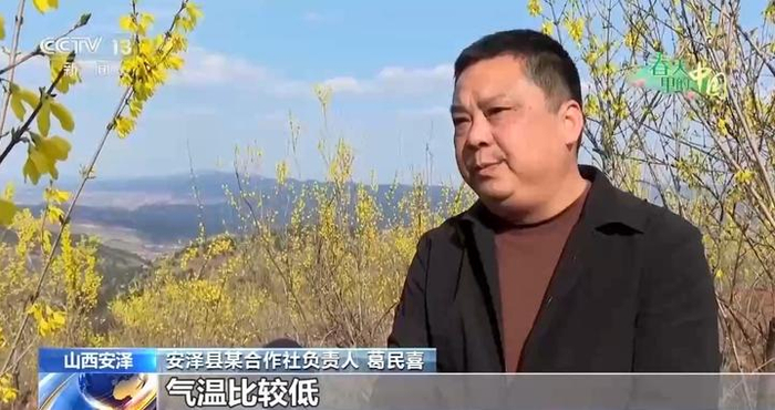 樱花漫山、山桃映古建……清明踏青地图请收好
