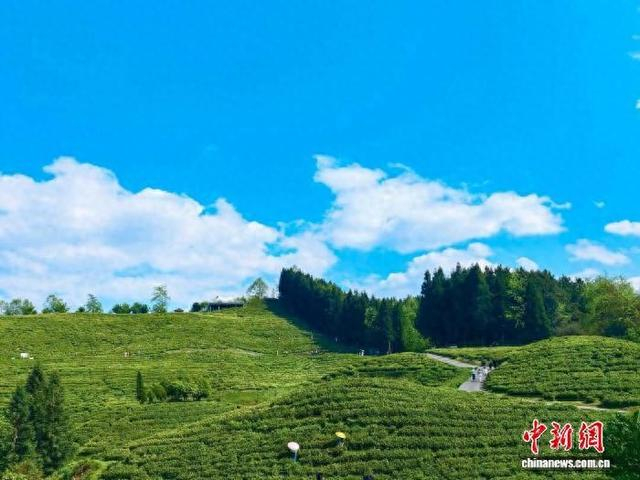 图为贵阳市观山湖区的茶园里，许多父母带着孩子来体验采茶。记者 周燕玲 摄